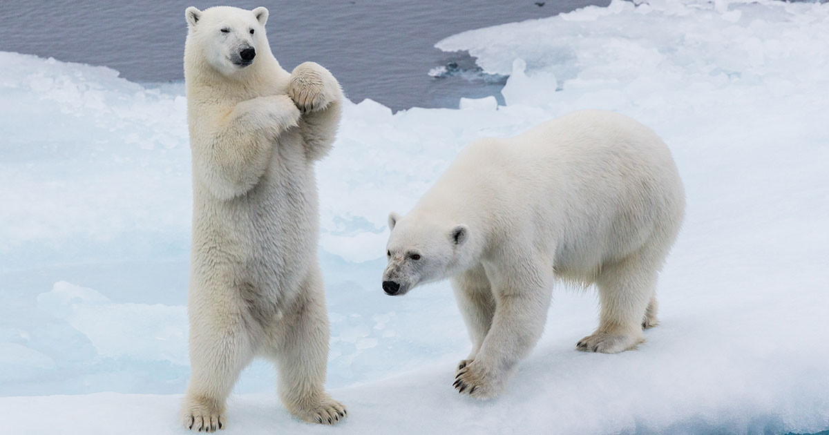 Polar Bears Aren’t Left Handed (and 9 Other Things You Didn’t Know
