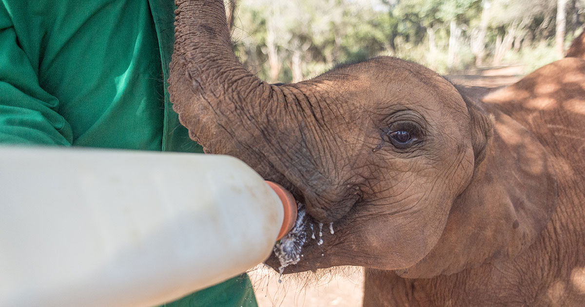 This African Wildlife Trust Rescues and Raises Orphaned Elephants ...