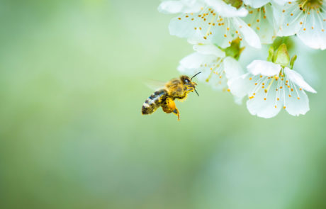 carbon neutral-sustainable business-honeybee farm-honeybees