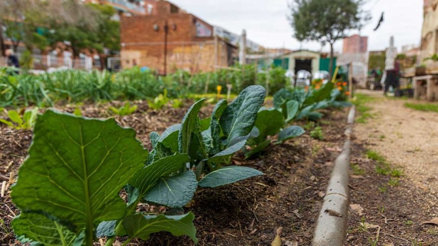 gardens for good-nature's path-food insecurity