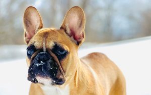 French-bulldog-Stanley-thatpupstanley-winter-pet-safety