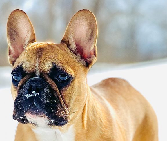French-bulldog-Stanley-thatpupstanley-winter-pet-safety