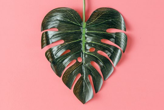liść w kształcie serca na różowym tle