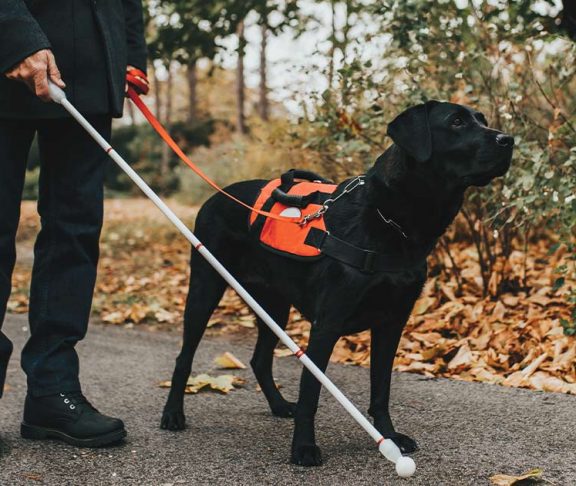 Person using a white cane and a guide dog