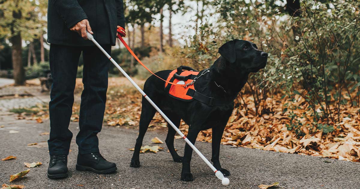 Person using a white cane and a guide dog
