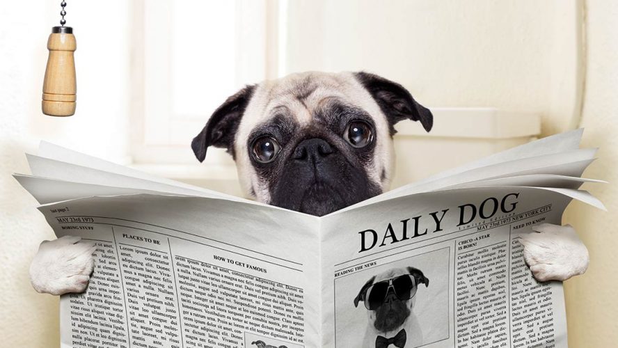 Pug sitting on the toilet and reading a newspaper