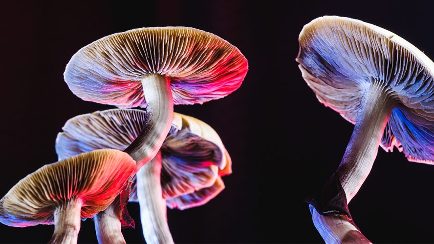 Psychedelics Mushrooms