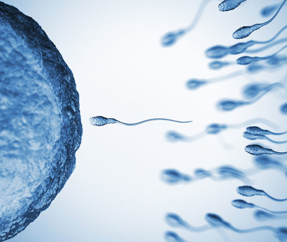 sperm egg illustration