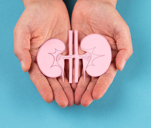 kidney in hand