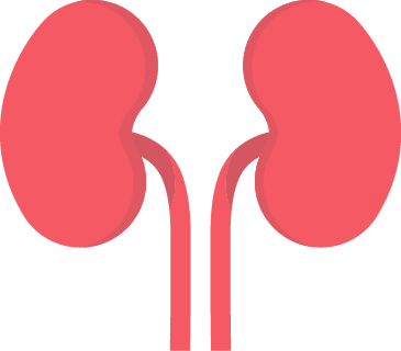 kidneys graphic