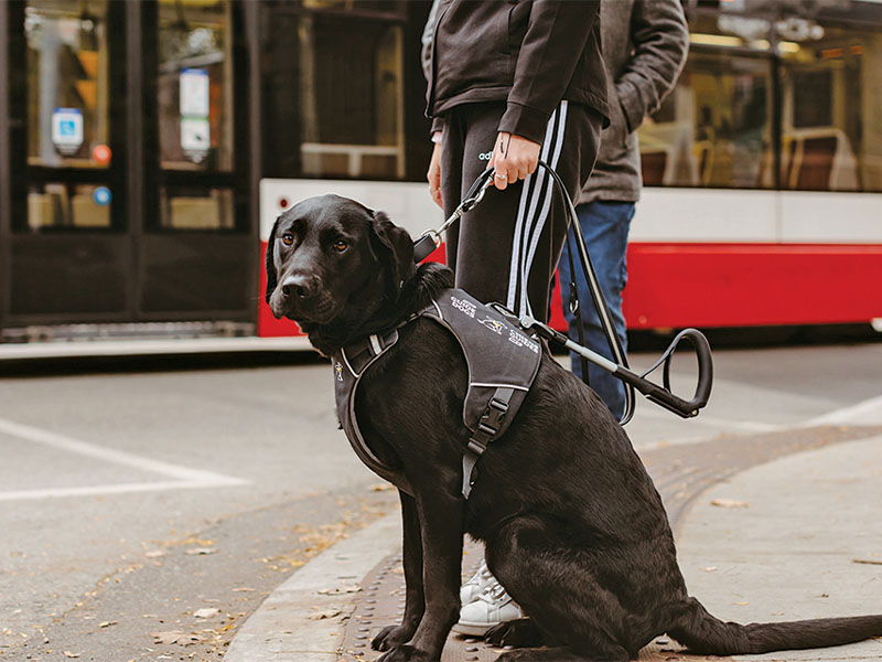 A CNIB guide dog sits at an intersection crossing beside its handler. A TTC streetcar can be seen in the background.