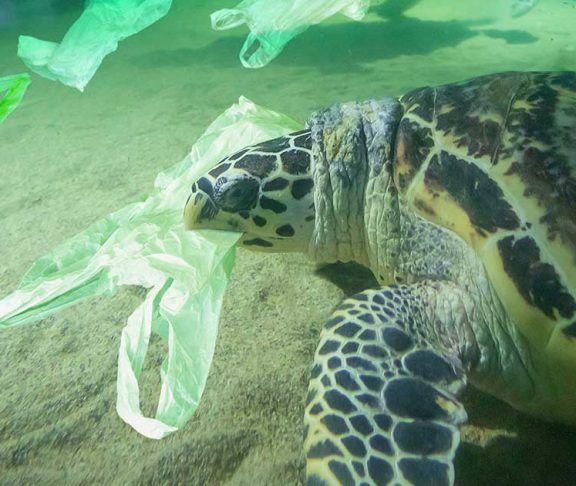 Sea turtle biting down on a plastic bag underwater