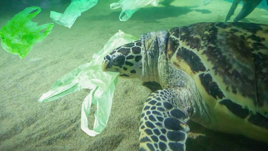 Sea turtle biting down on a plastic bag underwater