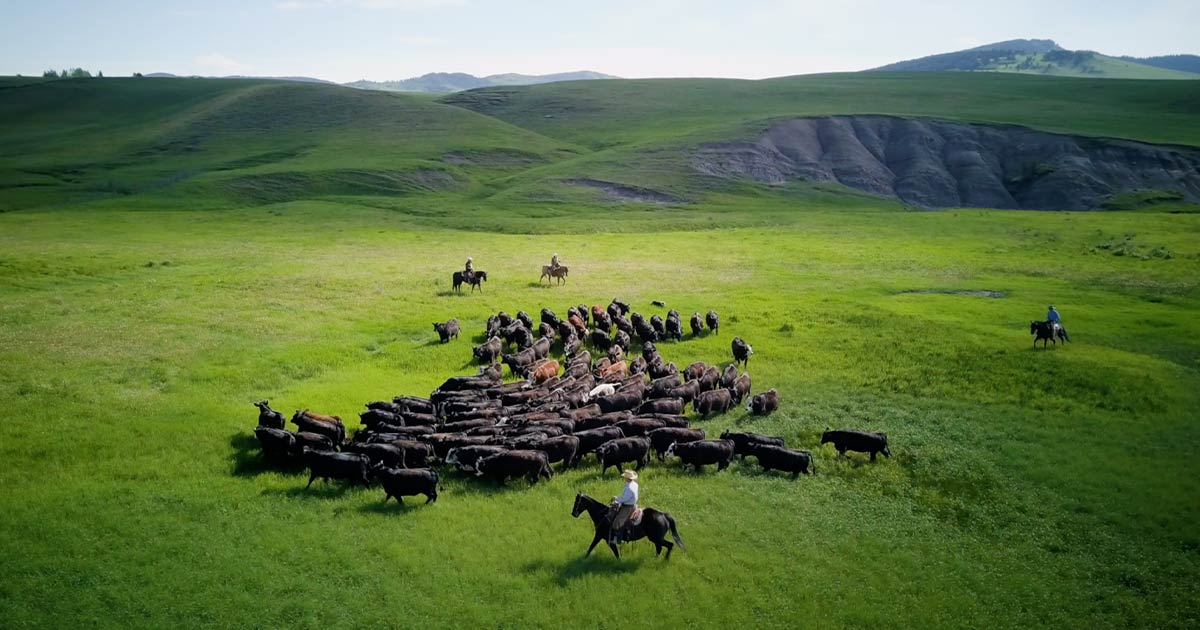 Cowboys herding cattle