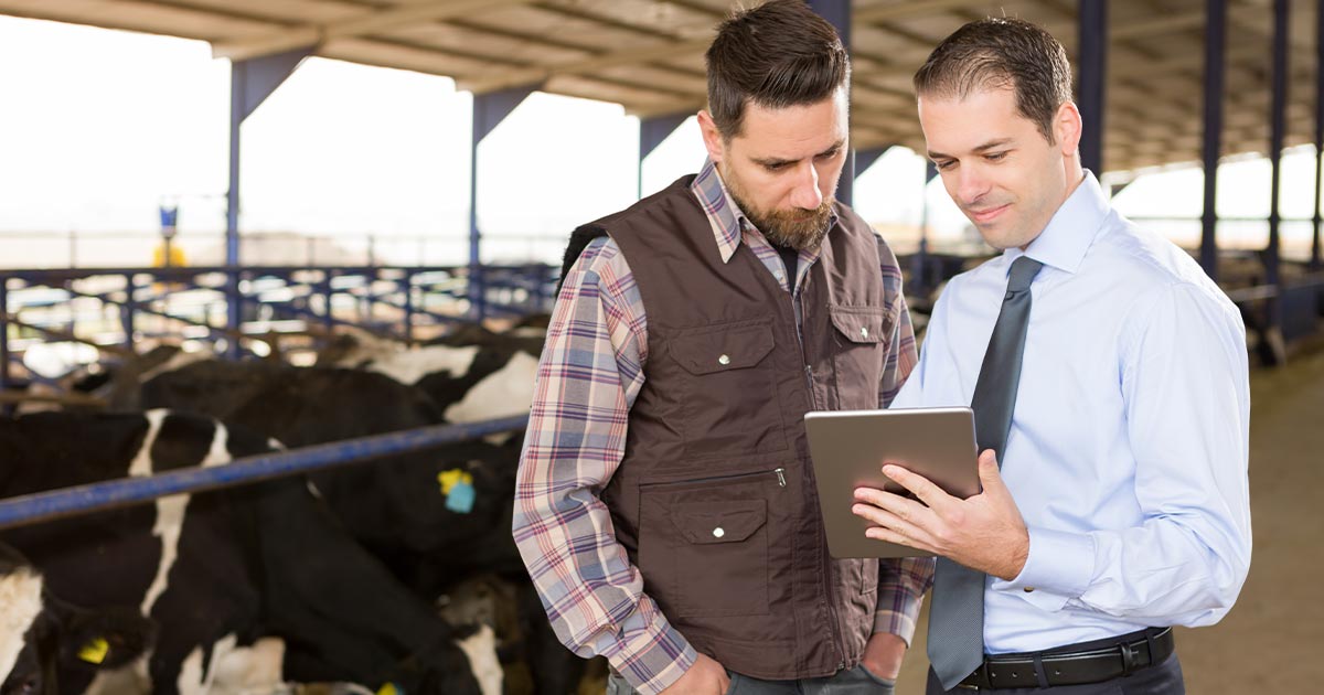 Farmer and businessman meeting on a dairy farm