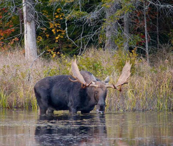 Moose standing in lake in Algonquin