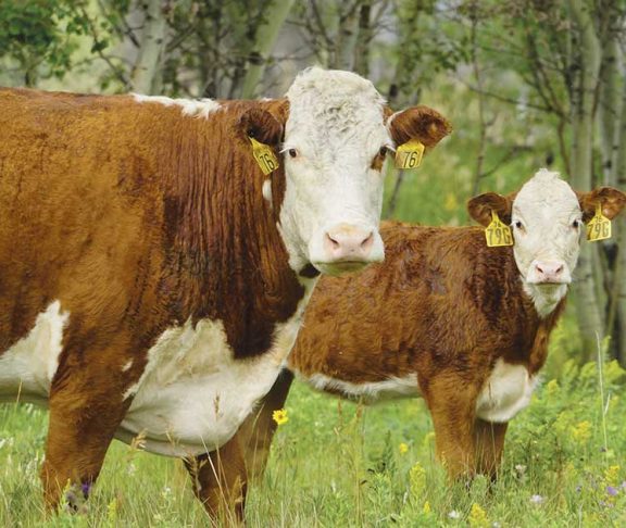 A Hereford cow and her calf