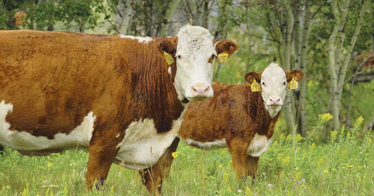 A Hereford cow and her calf