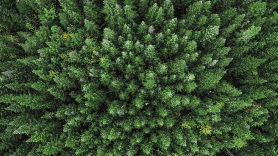 Aerial view of a dense pine forest