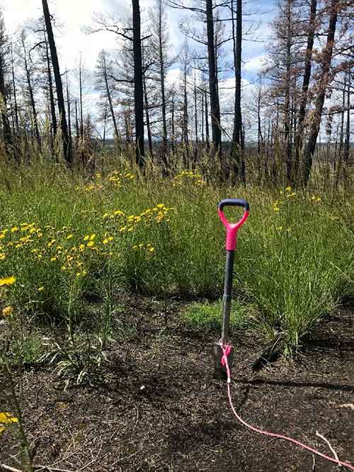 A tree planter's shovel sticking out of the ground in a forest