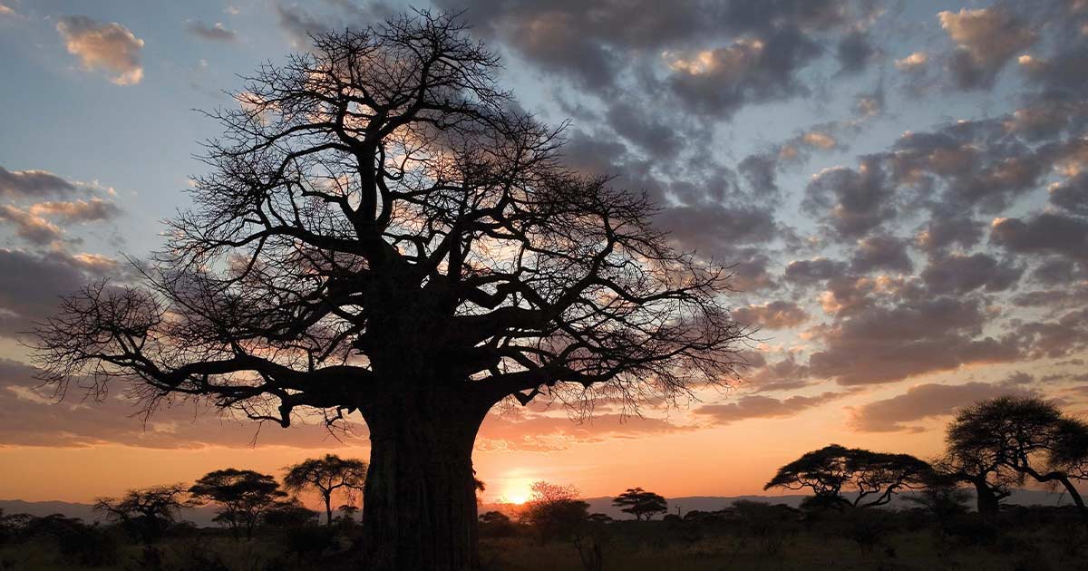 Large tree against a sunset