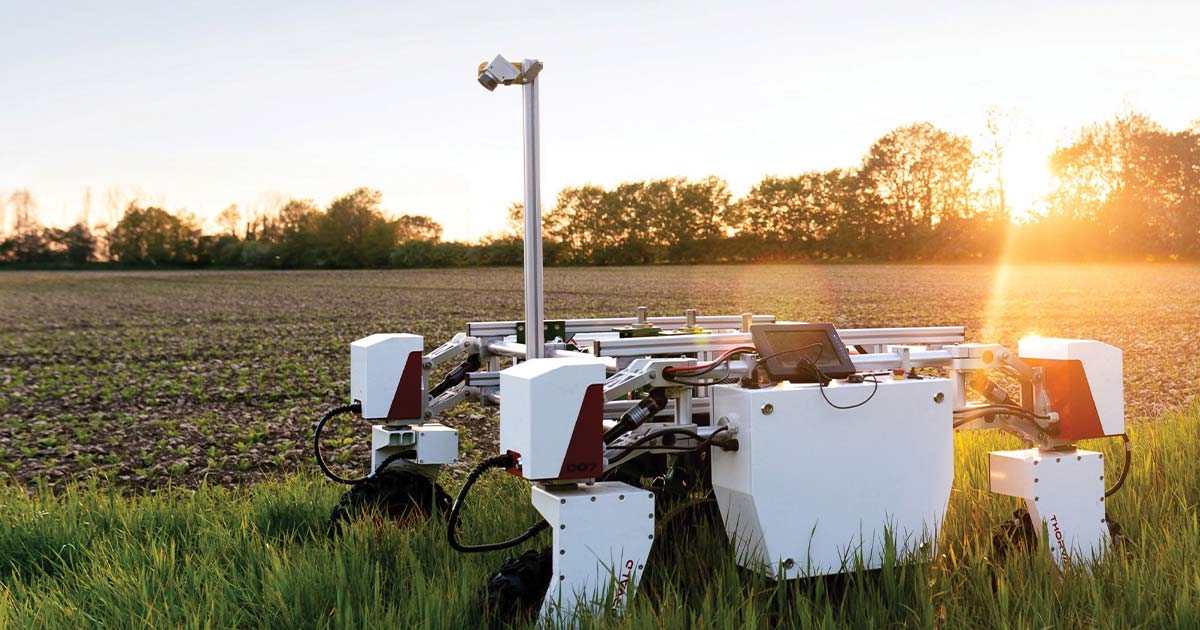 Robot in a field of crops