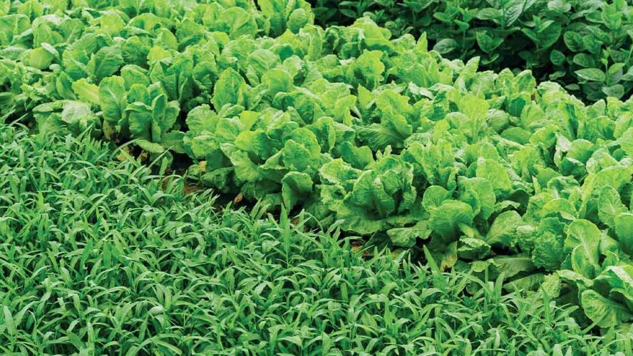 Rows of leafy green vegetable crops