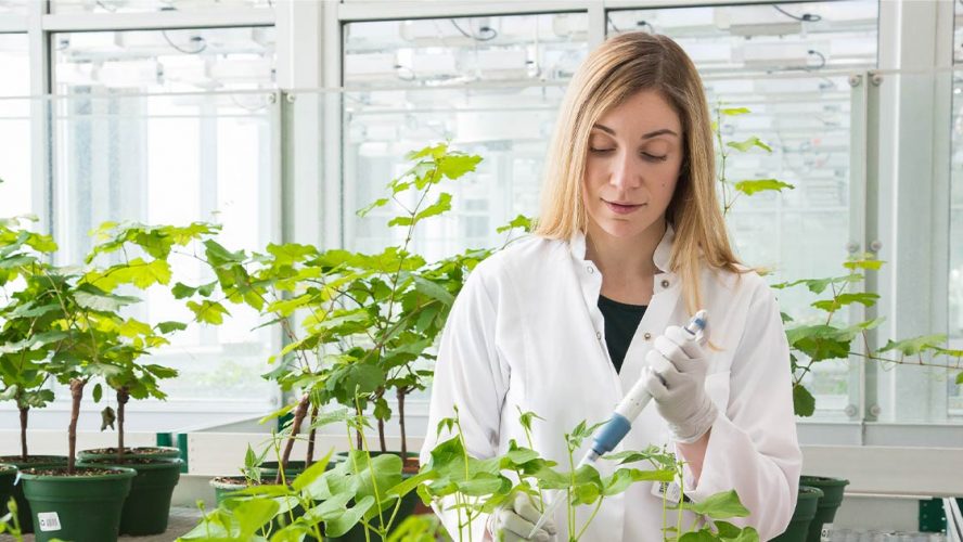 Agriculture scientist working on a plant in a greenhouse