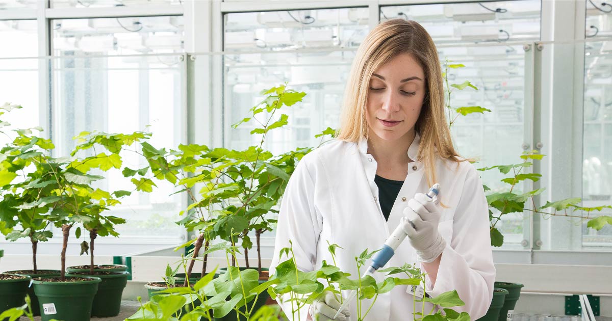 Agriculture scientist working on a plant in a greenhouse