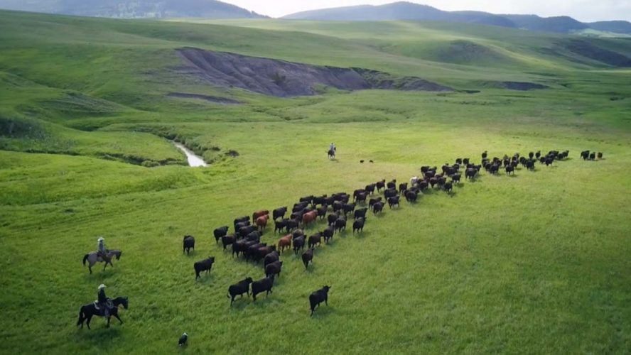 cattle herding