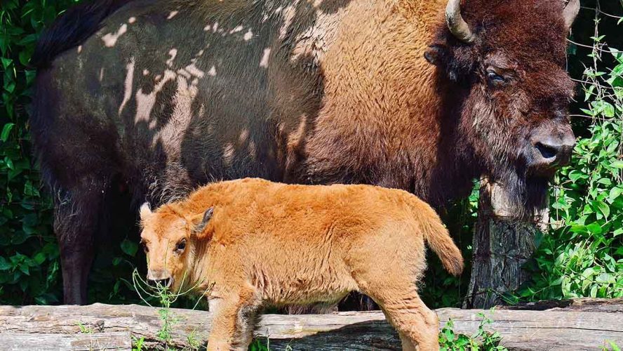 baby bison toronto zoo