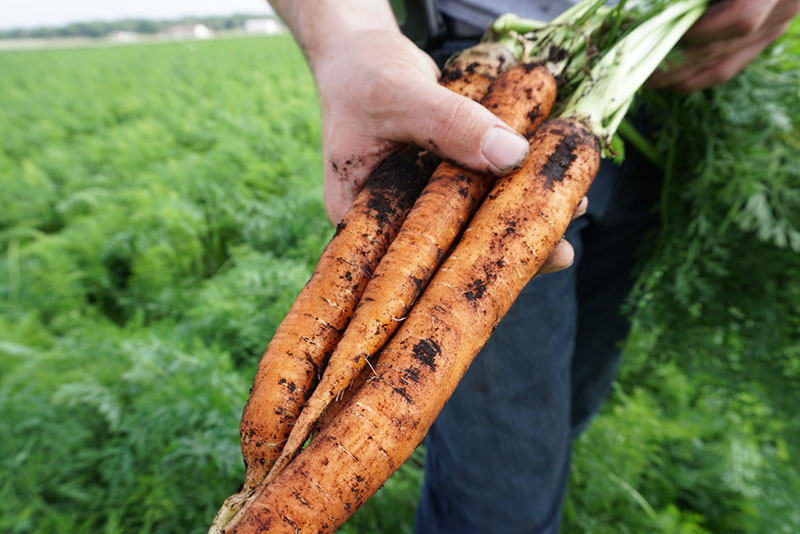 Carrots field
