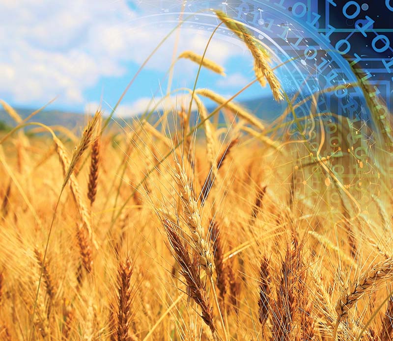 alberta innovates wheat