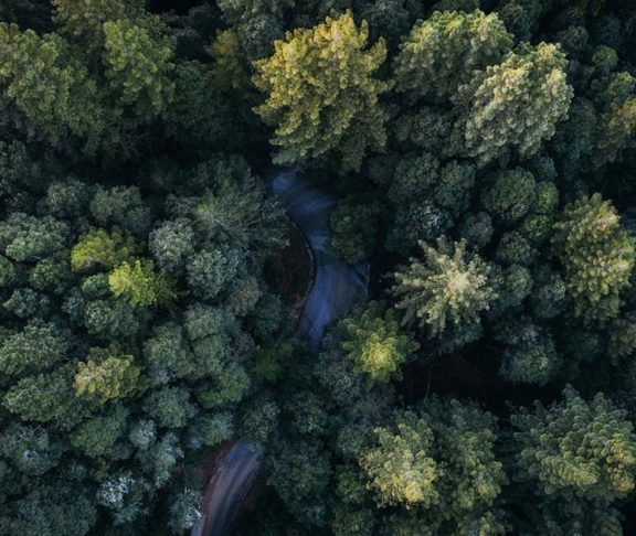green forests aerial shot