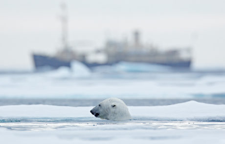 polar bear blue economy