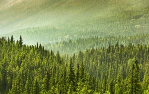 Alberta Forest-Outdoor Council of Canada