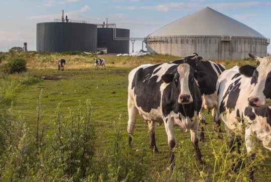 Cows at a farm-Canadian Biogas Association
