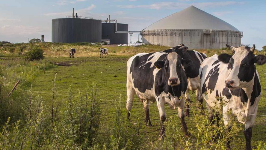Cows at a farm-Canadian Biogas Association