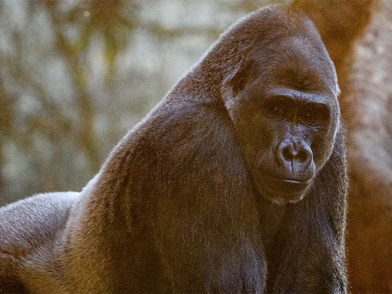 Gorilla_Toronto Zoo