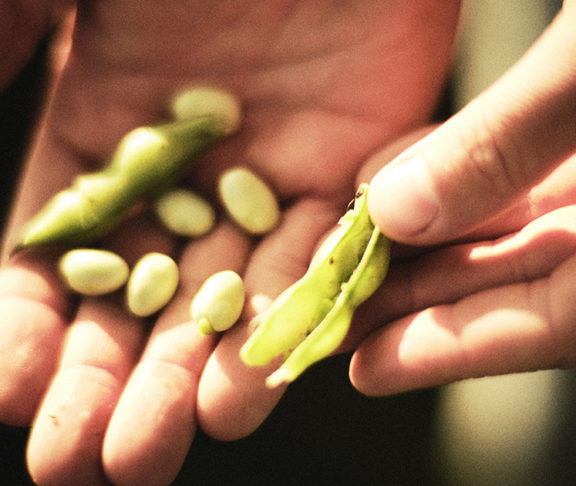 hands holding fava beans used as an ingredient for plant based food