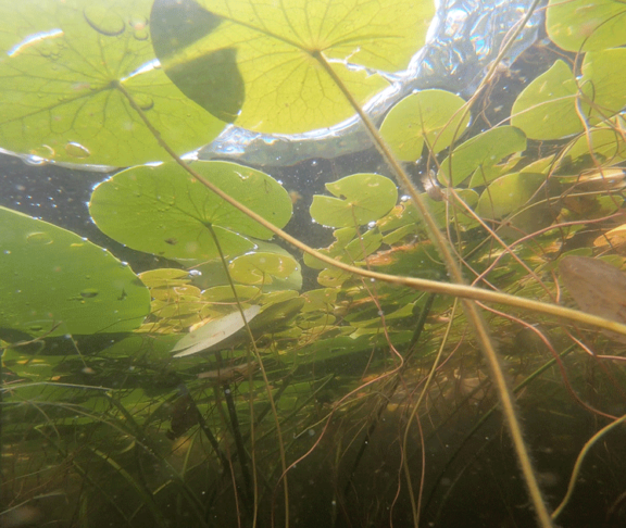 Underwater view of aquatic vegetation photo by Watersheds Canada