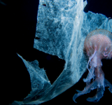 jellyfish swimming in ocean with plastics