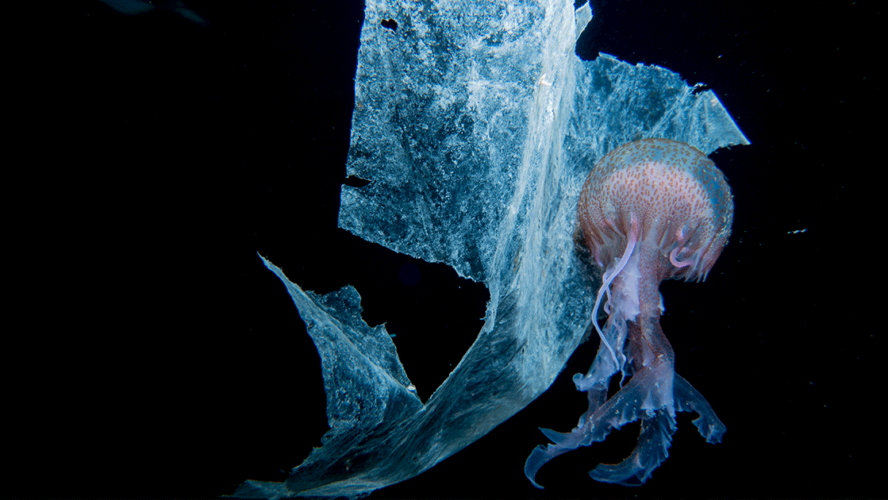 jellyfish swimming in ocean with plastics
