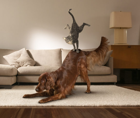 Bild på en katt och en hund som leker