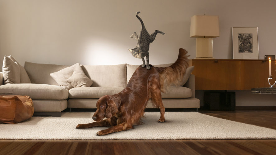 Bild på en katt och en hund som leker
