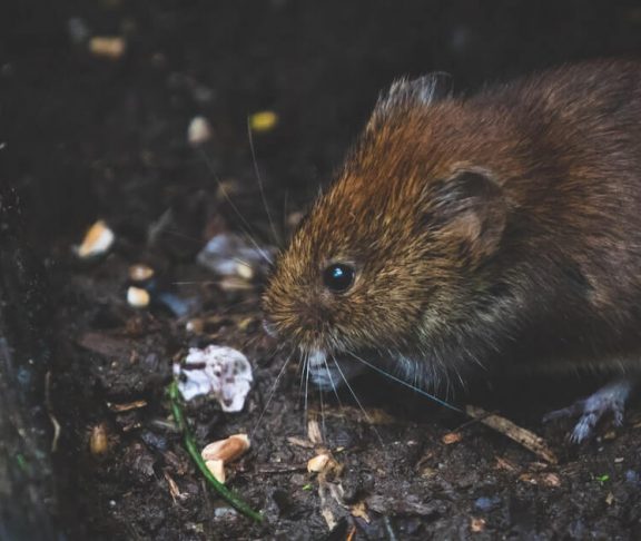 Slagelse satser på smart bekæmpelse af rotter