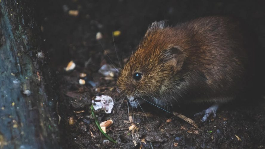 Slagelse satser på smart bekæmpelse af rotter