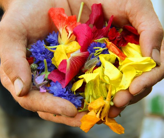 Händer som håller i blommor för givande