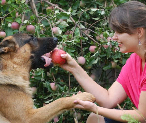 Vegane Hundeernährung - Nur ein Trend oder vielleicht doch die bessere Wahl?