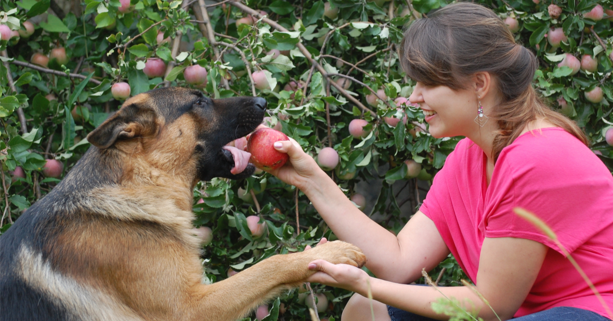 Vegane Hundeernährung - Nur ein Trend oder vielleicht doch die bessere Wahl?
